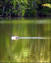 duck gliding down the Passaic River in Elmwood Park